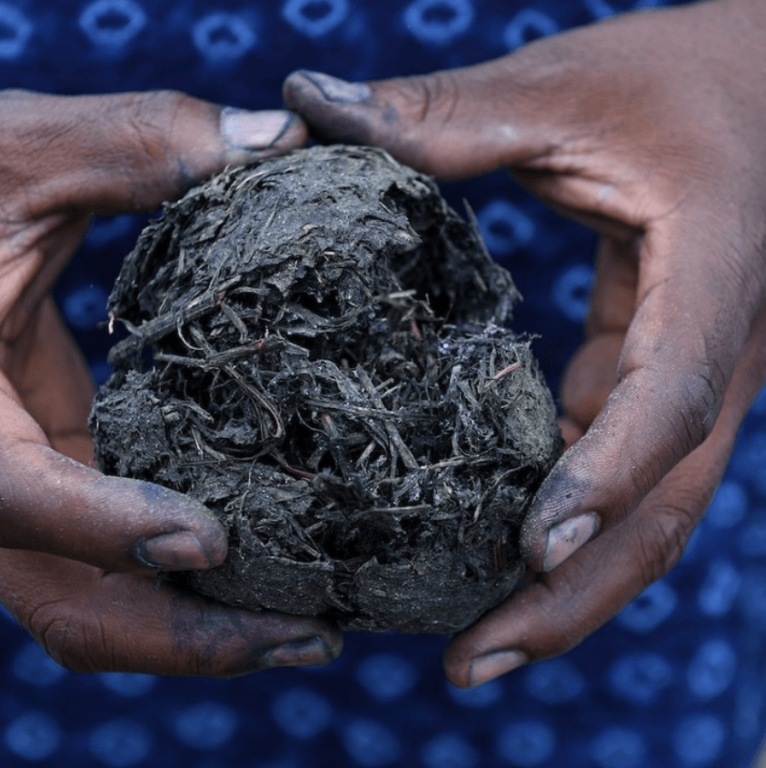 INDIGO PLANT USED BY YORUBA PEOPLE FOR INDIGO TEXTILES